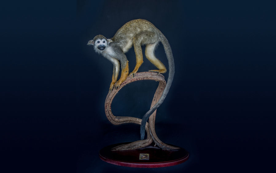 De Wonderkamer, opgezette dieren, opgezette wilde dieren, opgezet dier, taxidermie, taxidermist De Wonderkamer, opgezette dieren, opgezette wilde dieren, opgezet dier, taxidermie, taxidermist